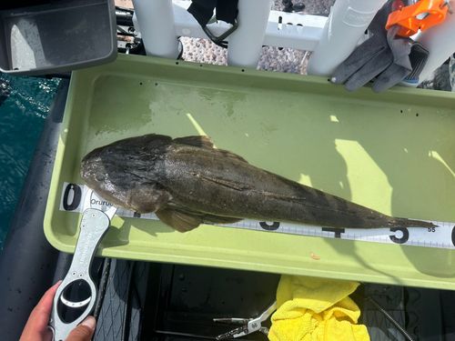 マゴチの釣果