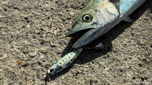 サワラの釣果