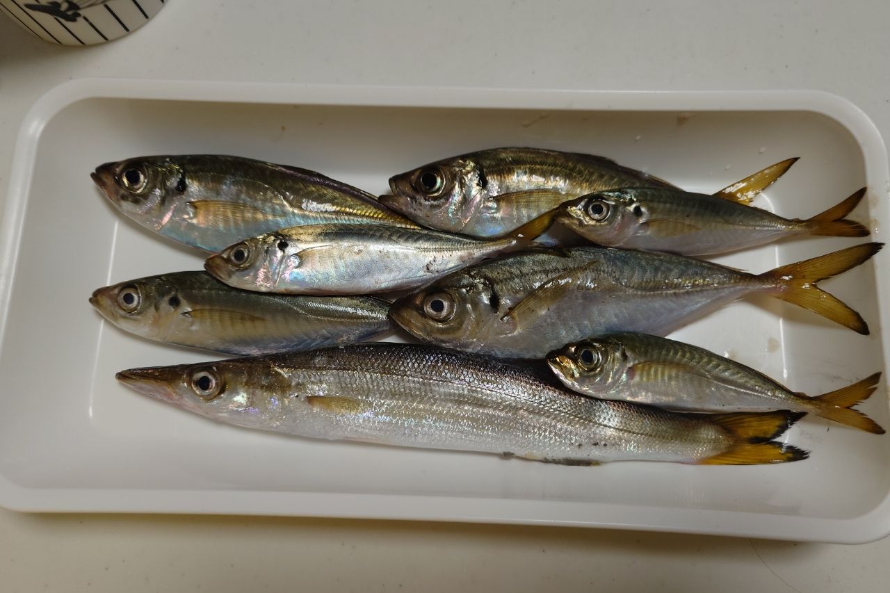 カマス