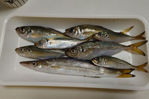 カマスの釣果
