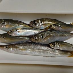 カマス