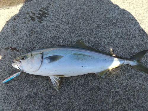 イナダの釣果