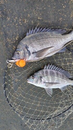 クロダイの釣果
