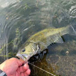 ラージマウスバス