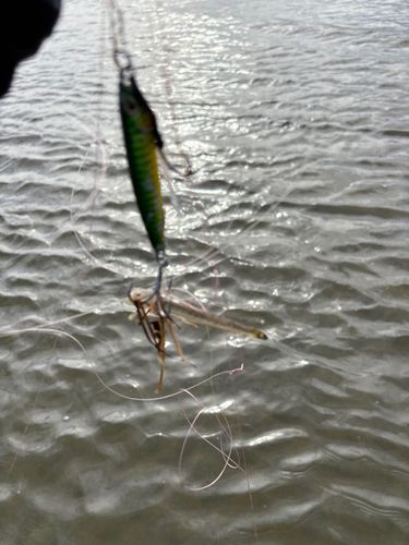 マゴチの釣果