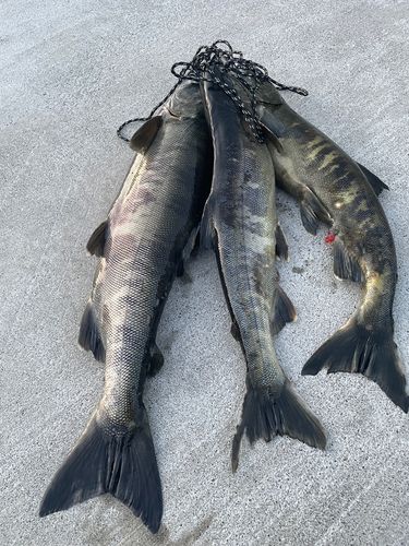アキアジの釣果