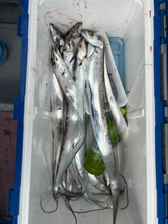 タチウオの釣果