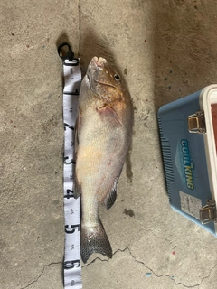 コロダイの釣果