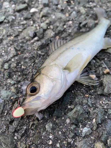 セイゴ（マルスズキ）の釣果