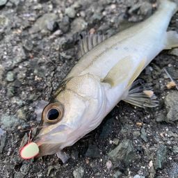 セイゴ（マルスズキ）