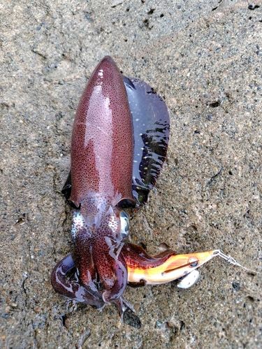 アオリイカの釣果