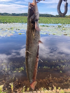 ナマズの釣果