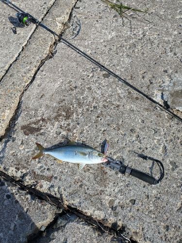 イナダの釣果