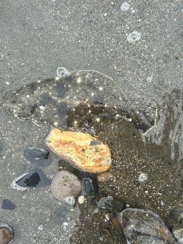 ソゲの釣果