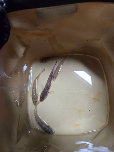 マハゼの釣果