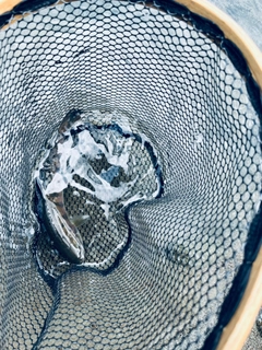 ヤマメの釣果