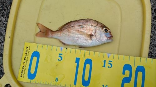 若狭湾
