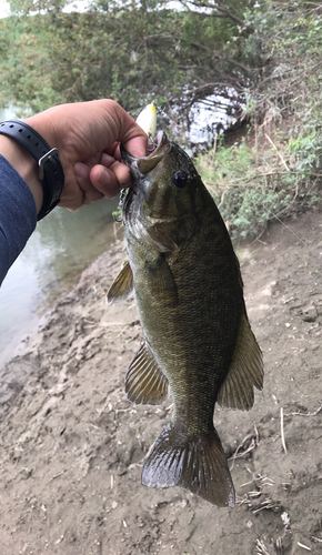 スモールマウスバスの釣果