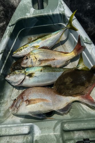 タイの釣果