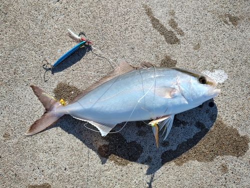 ショゴの釣果