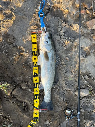 米代川下流