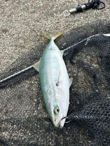 ヤズの釣果