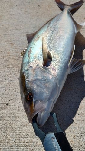 ショゴの釣果