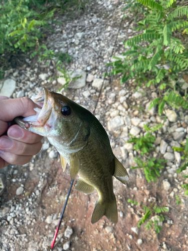 ラージマウスバスの釣果
