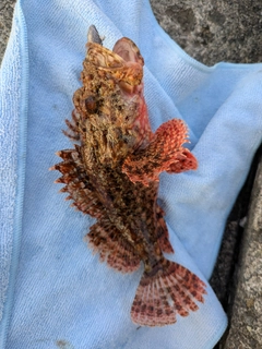 オニカサゴの釣果