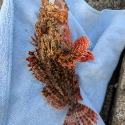 オニカサゴ