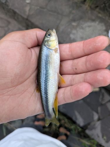 カワムツの釣果