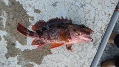 カサゴの釣果