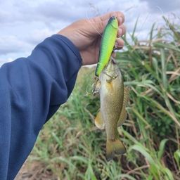 スモールマウスバス