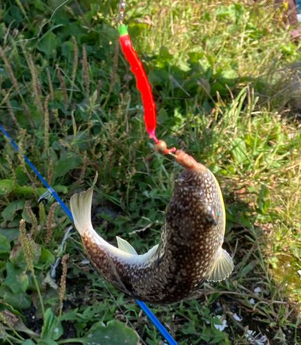 フグの釣果