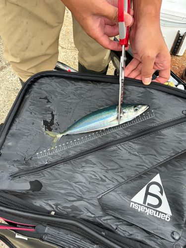 ムロアジの釣果