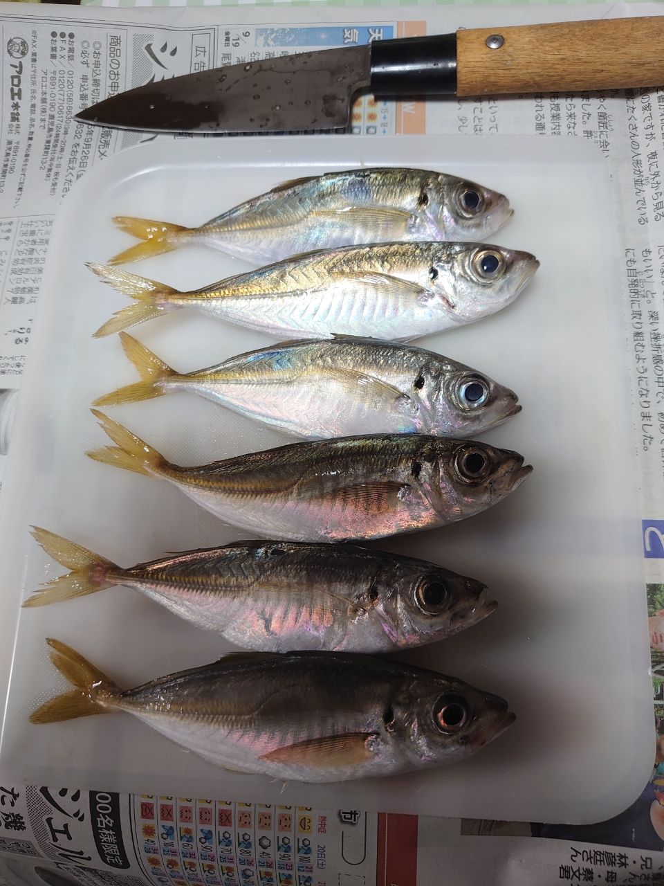 アジ