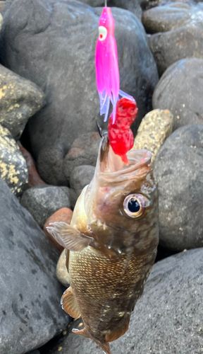 ガヤの釣果