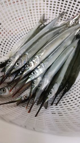 サヨリの釣果
