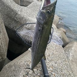 サゴシ