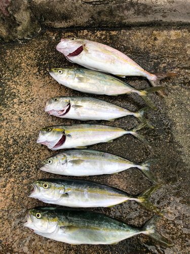 ネリゴの釣果