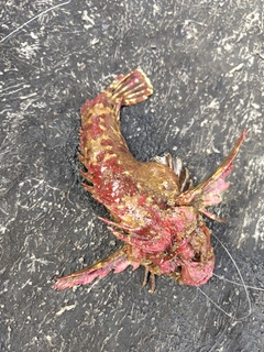 オニオコゼの釣果