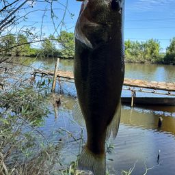 ラージマウスバス