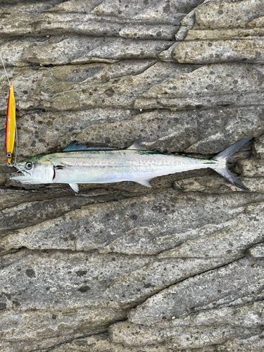 サゴシの釣果