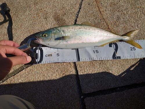 ワカシの釣果