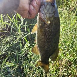 スモールマウスバス