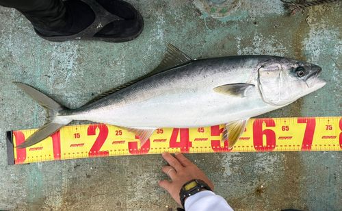 ワラサの釣果