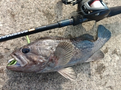 クロソイの釣果