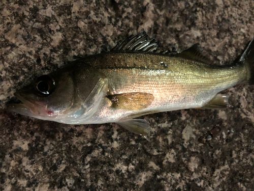 セイゴ（マルスズキ）の釣果