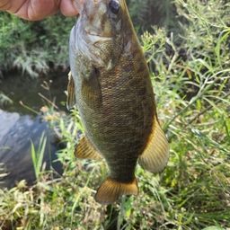 スモールマウスバス