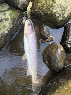 アメマスの釣果